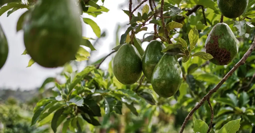 Avocado's