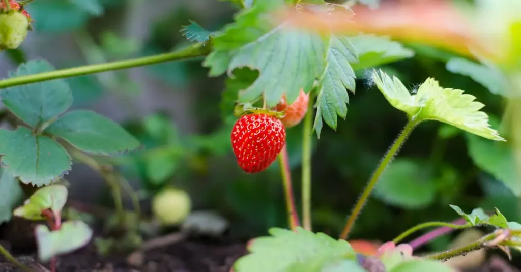 Hoe groeit een aardbei