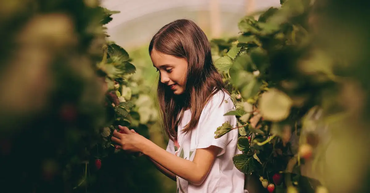 Hoe groeit een aardbei
