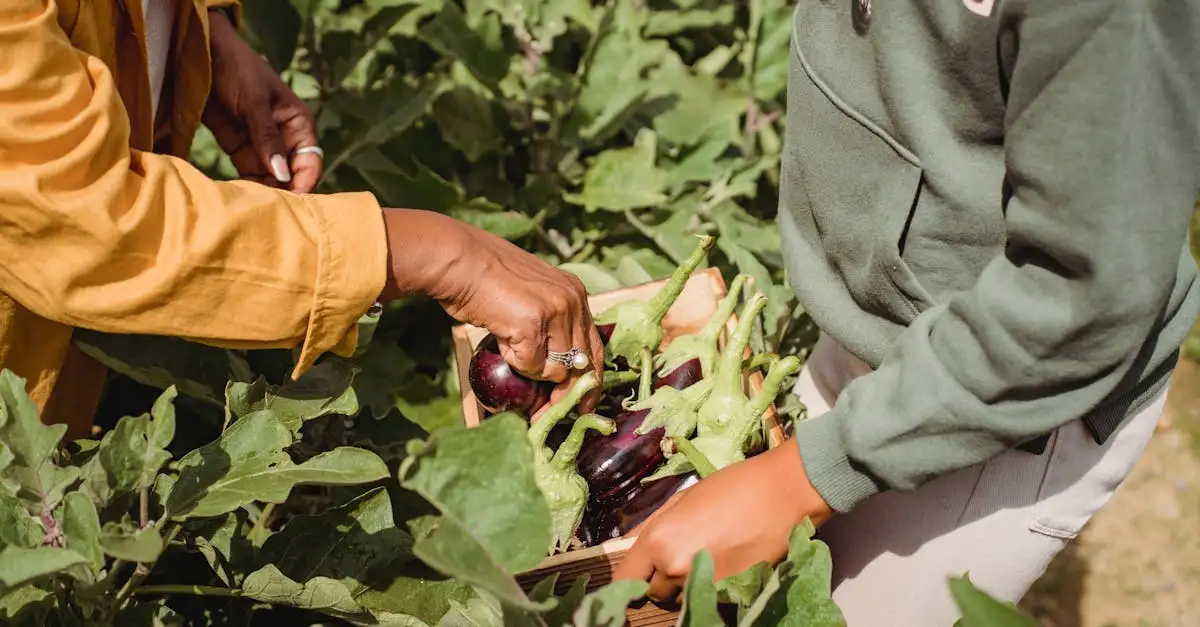 Hoe groeit een aubergine