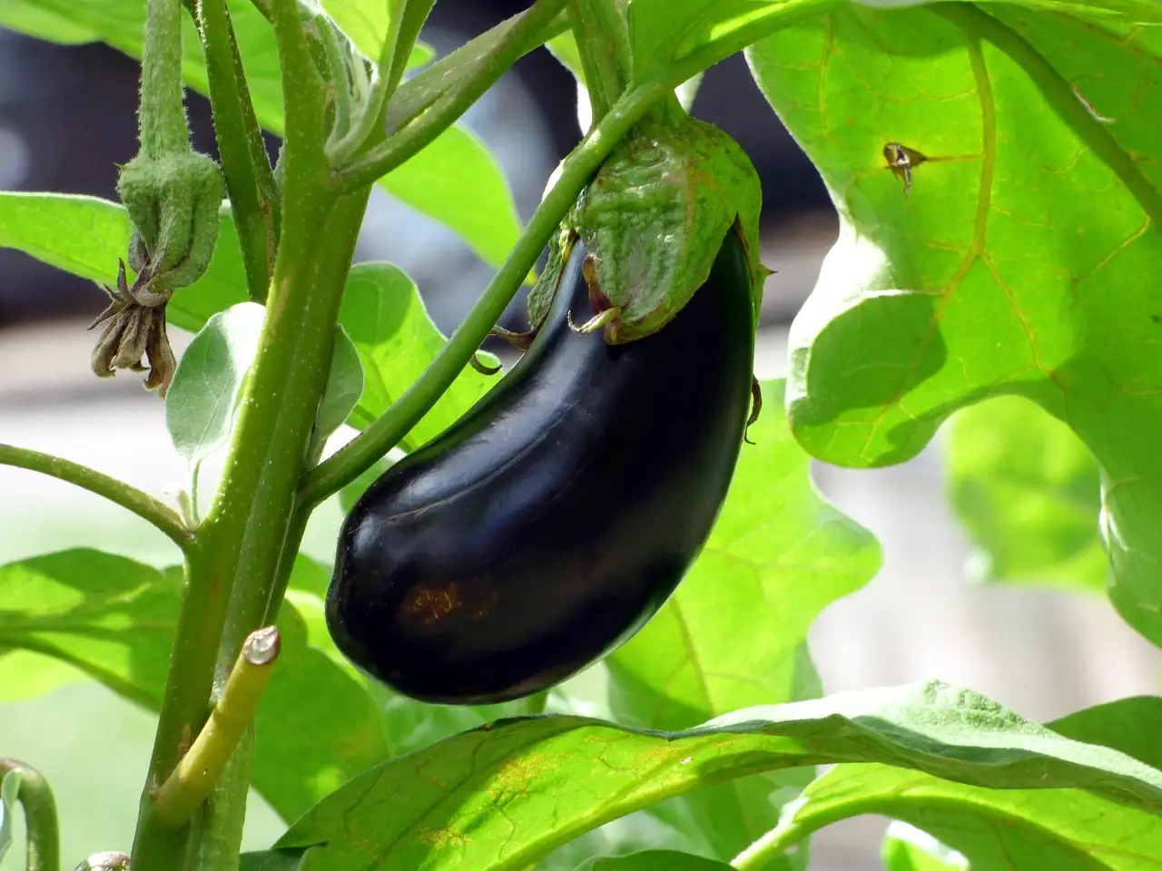Hoe groeit een aubergine