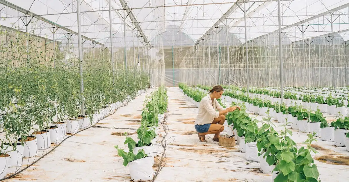 Hoe groeit een courgette
