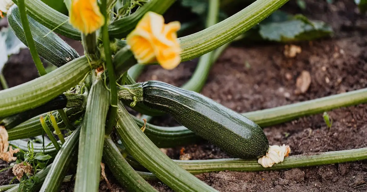Hoe groeit een courgette