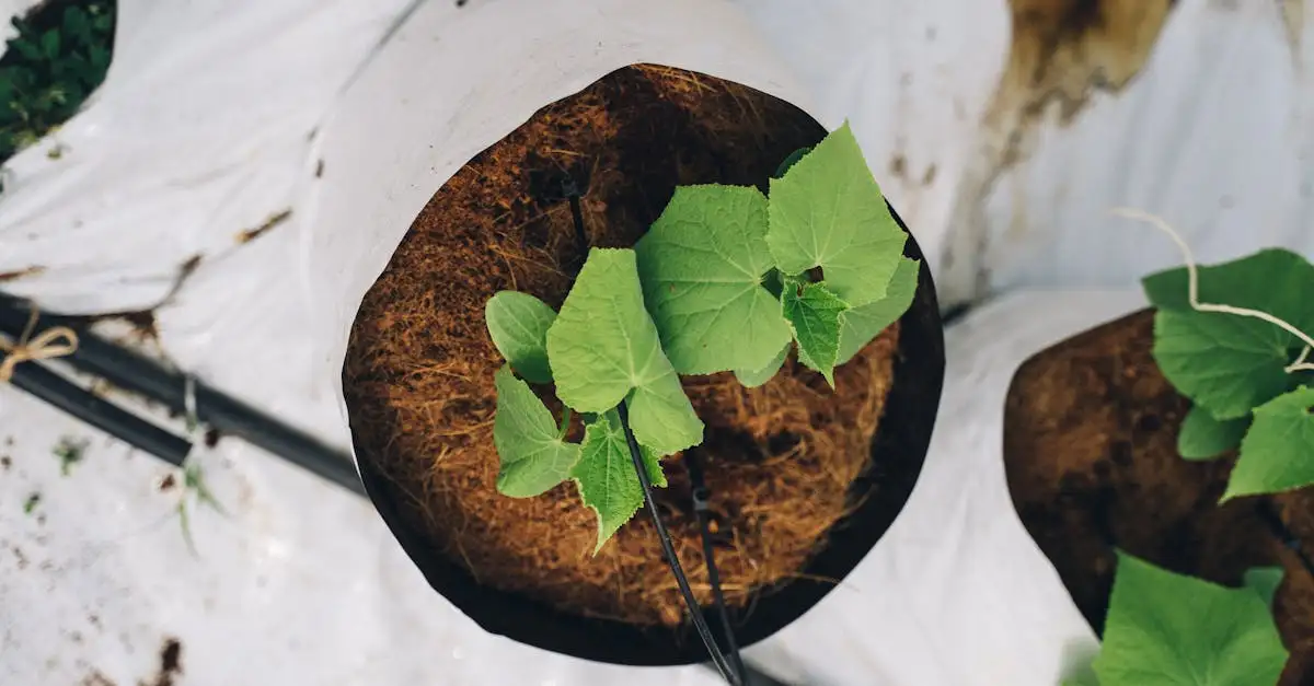 Hoe groeit een komkommer