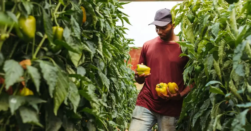 Hoe groeit een paprika