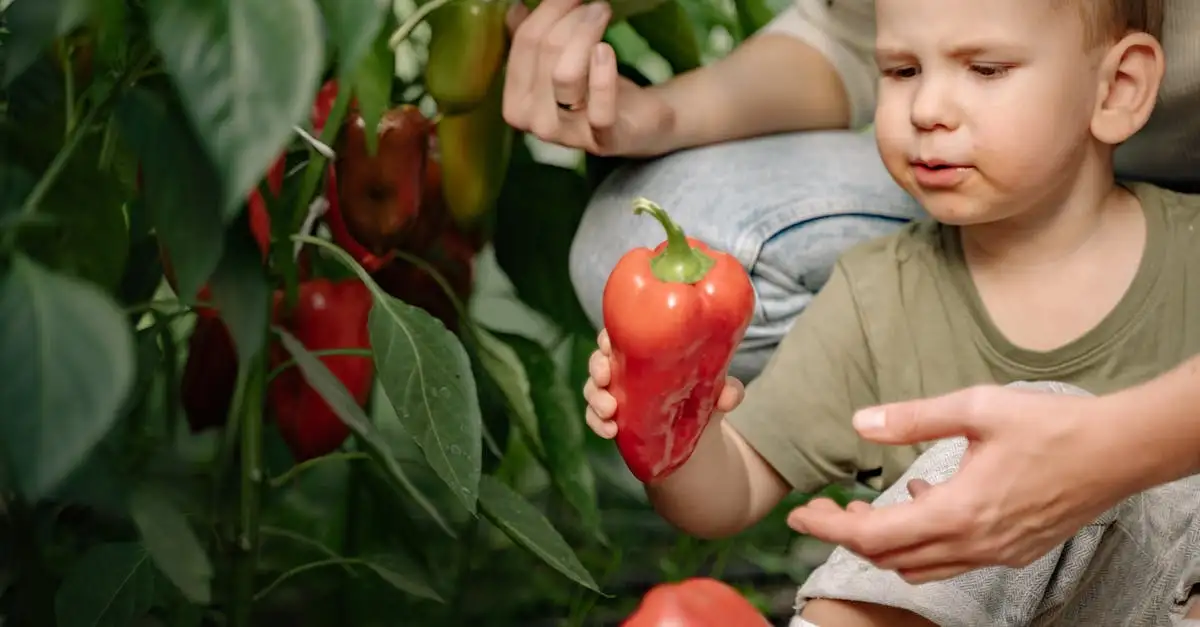 Hoe groeit een paprika