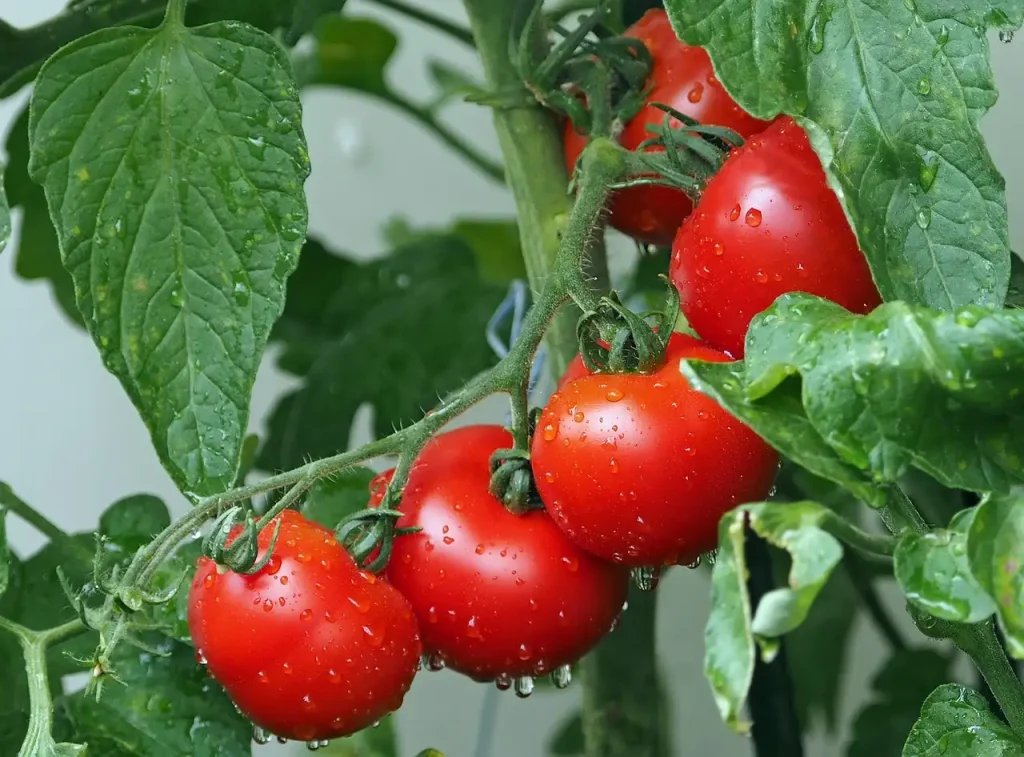 Hoe smaken tomaten