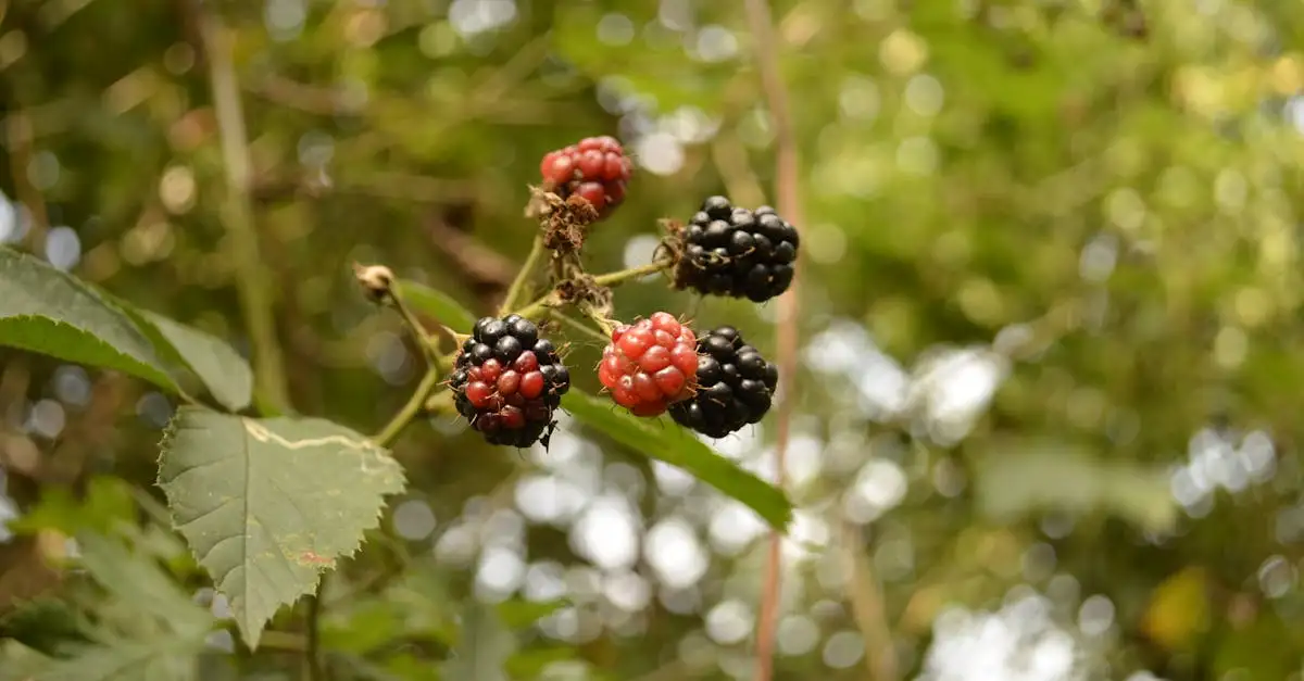 Seizoensfruit in Nederland
