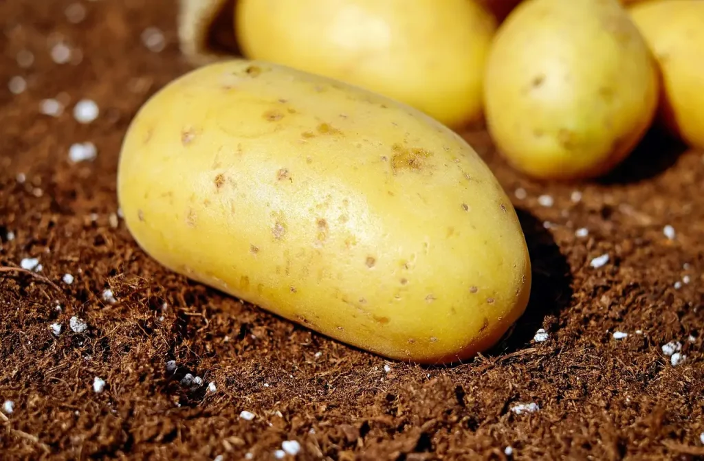 Aardappelen