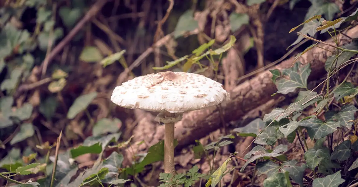 Champignons