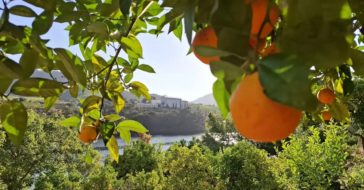 Pomelo's