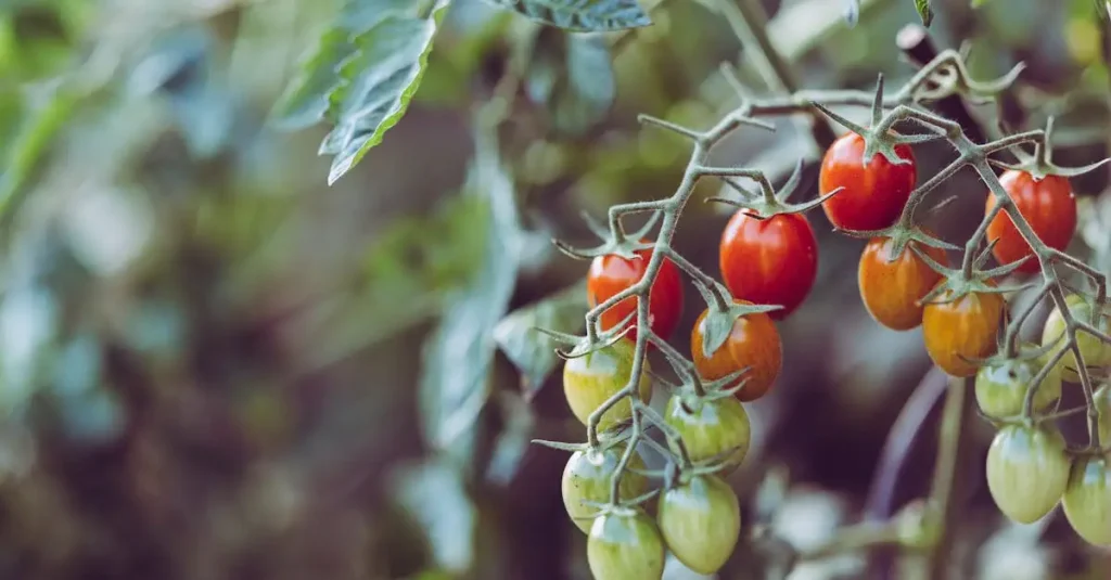 Tomaten
